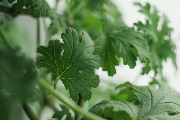 Natural Medicines