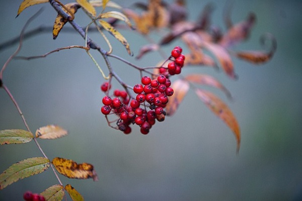 Natural Medicines